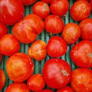 Tomates à coulis