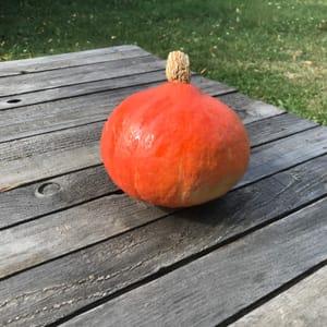 Potimarron