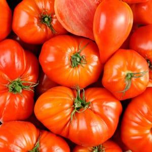 Tomates gros calibre ou coeur de boeuf