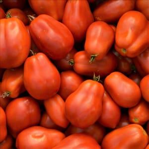 Tomates Roma pour coulis