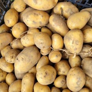 Pommes de terre de conservation