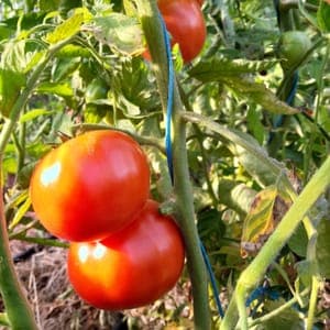 tomate