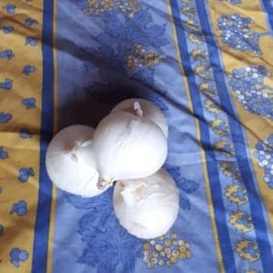 Oignons blancs