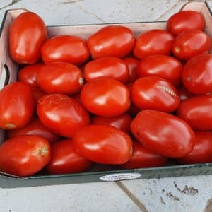 Tomates pour coulis