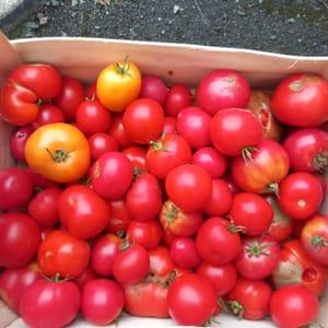 Tomates à coulis  5kg