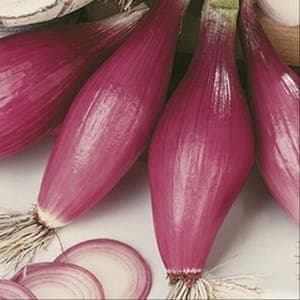 Oignons rouges longs