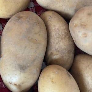 Pommes de terre CONSERVATION