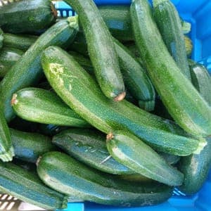 Courgettes vertes