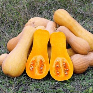 Butternut