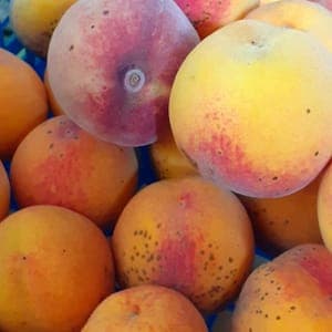 Pêches