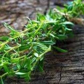 Plants