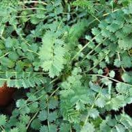 Plants