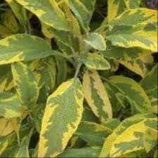 Plants