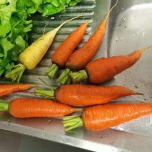 Carottes