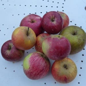 Pommes