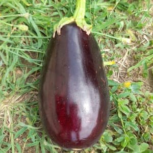 Aubergine