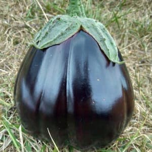Aubergine