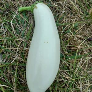 Aubergine