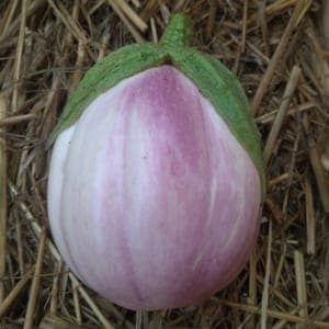 Aubergine