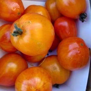 Tomate cerise