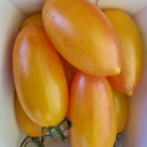 Tomate cerise