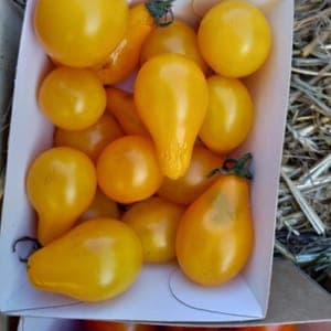 Tomate cerise