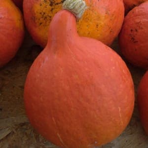 Courge