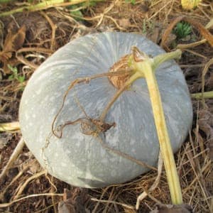 Courge bleu de hongrie