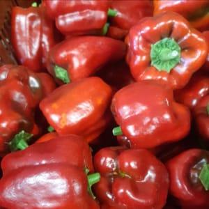 POIVRON ROUGE