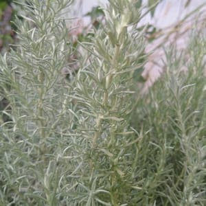 Aromatiques