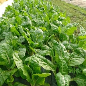 Jeunes Blettes Le Potager du Coin