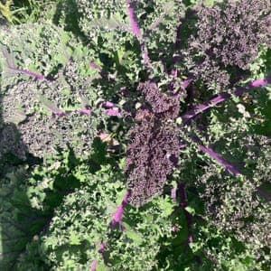 Chou Kale violet