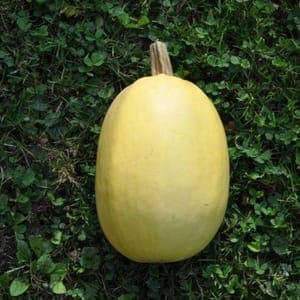 Courge Spaghetti