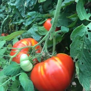 Tomates à farcir