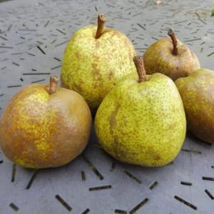 Poire Duchesse d'Angoulême