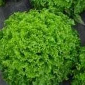 6 - salade batavia)