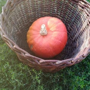 *Courges