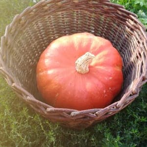 *Courges