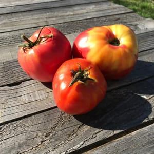 Tomates variétés anciennes (patchwork)