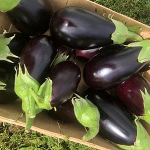 Aubergine