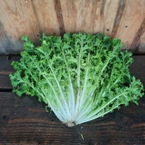 Salade chicorée frisée