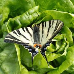 Logo de Les légumes de Graine de Nature - La Maison Papillon - Cugand