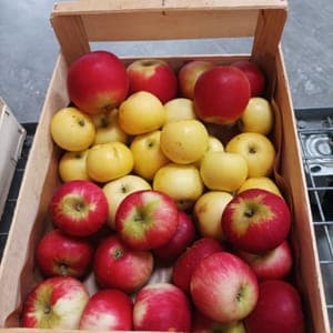 CAISSE POMME 3,5 KG DE POMMES BIO