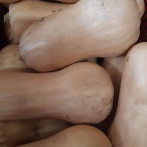 COURGE BUTTERNUT