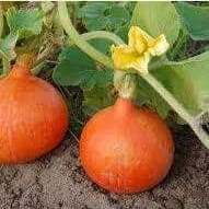 Potimarron