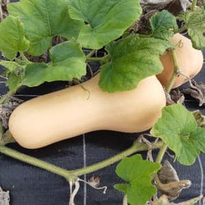 Butternut