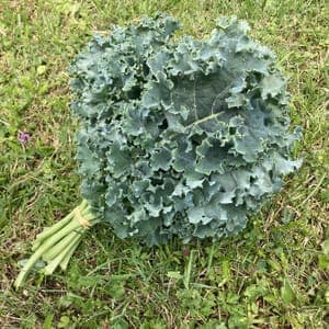 Chou kale