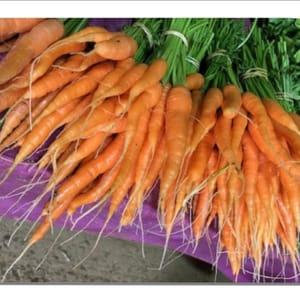 mini carotte bio en barquette