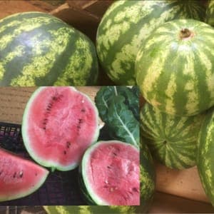 Pastèque bio