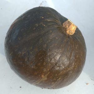 Courge
